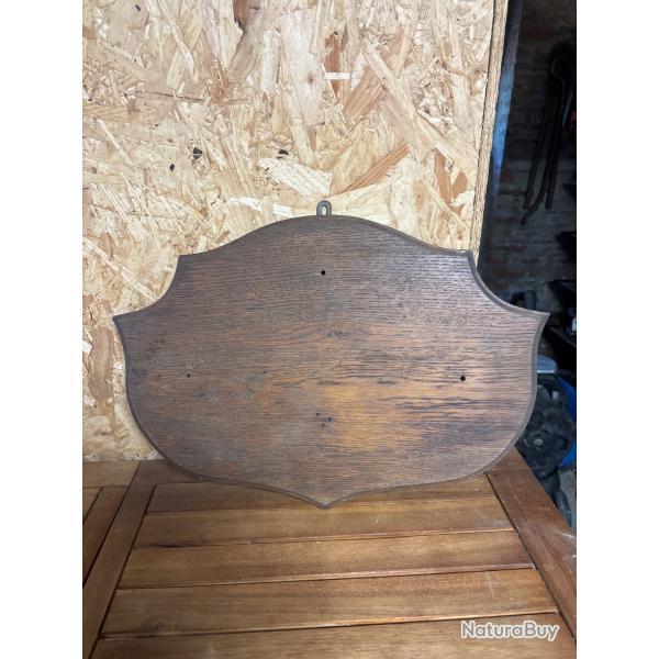 �cusson taxidermie