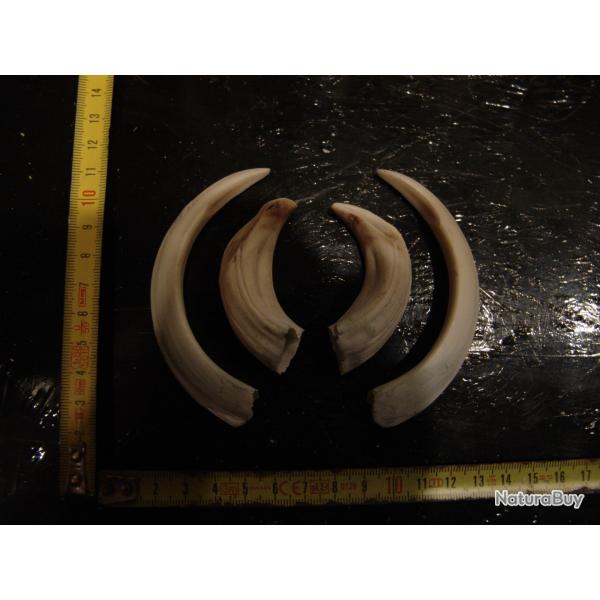 gr�s et d�fense de sanglier (N20)
