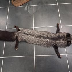 Peau de renard argent&eacute;