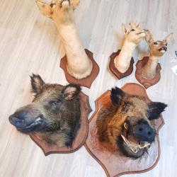 Lot troph&eacute;es de chasse