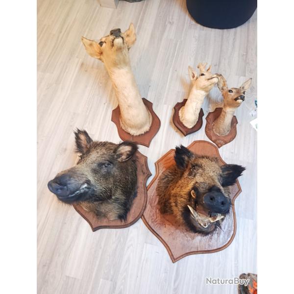 Lot troph�es de chasse