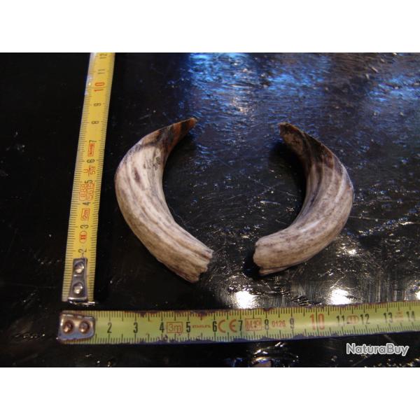 gr�s et d�fense de sanglier  (N�25)