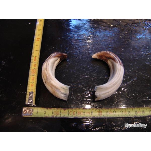 gr�s et d�fense de sanglier  (N�27)