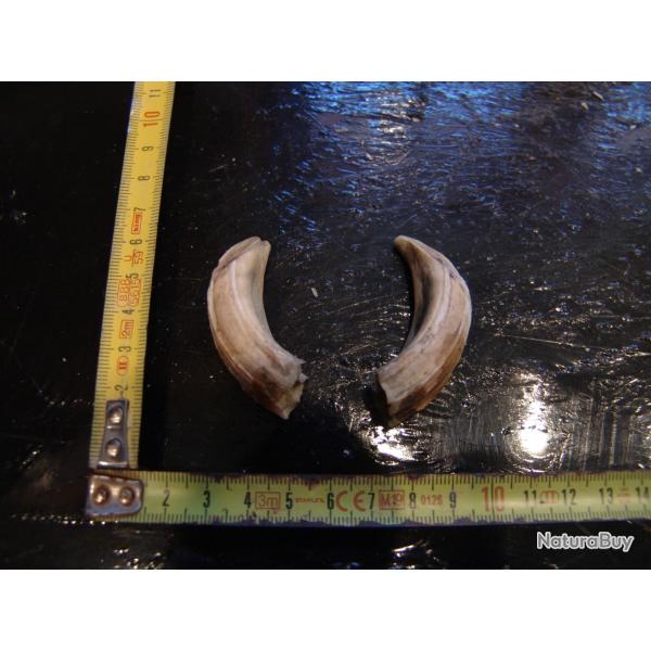 gr�s et d�fense de sanglier (N�26)