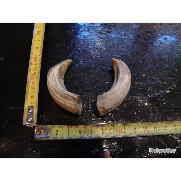 gr�s et d�fense de sanglier  (N�29)