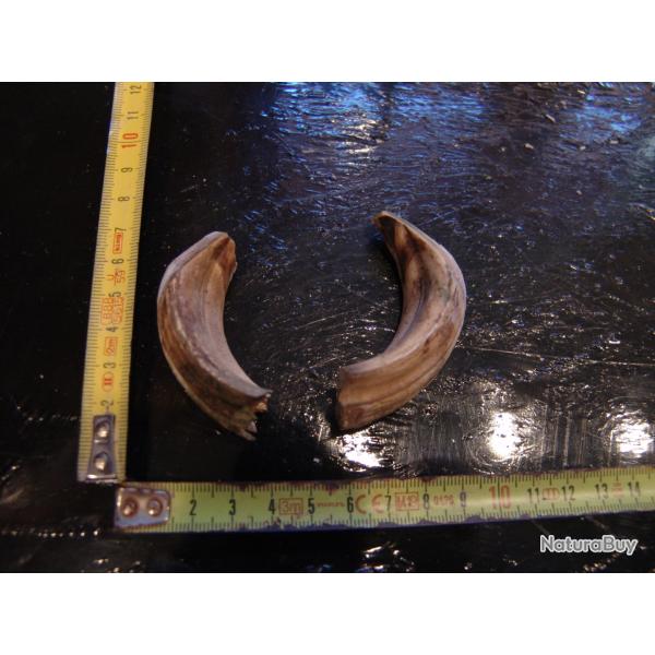 gr�s et d�fense de sanglier (n�30