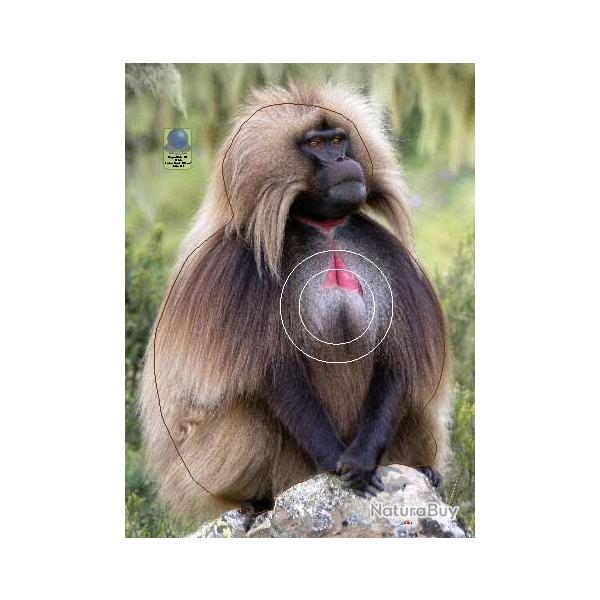 Blason Moyen Gibier Singes - AI2M - MG 125 G�lada