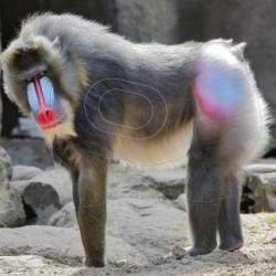 Blason Moyen Gibier Singes - AI2M - MG 132 Mandrill
