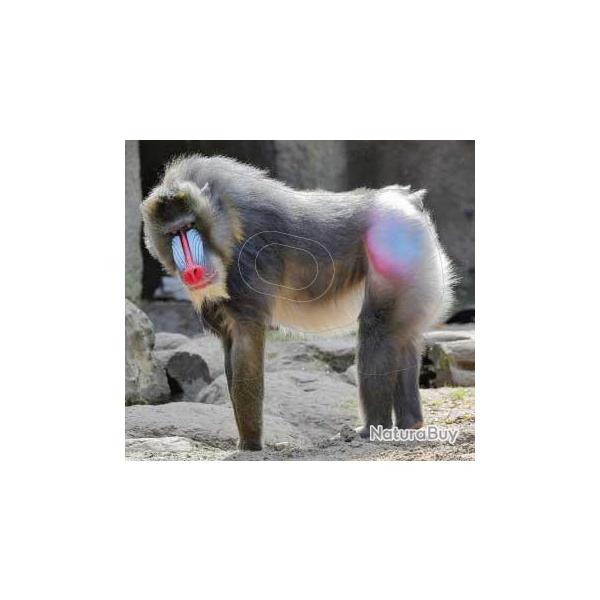 Blason Moyen Gibier Singes - AI2M - MG 132 Mandrill