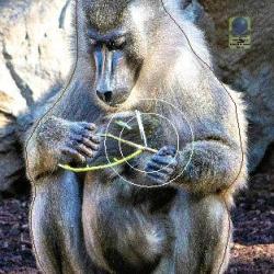 Blason Moyen Gibier Singes - AI2M - MG 654 Mandrill