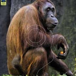 Blason Moyen Gibier Singes - AI2M - MG 375 Orang Outan