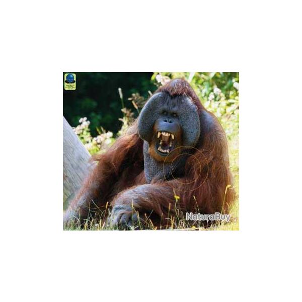 Blason Moyen Gibier Singes - AI2M - MG 376 Orang Outan