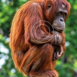 Blason Moyen Gibier Singes - AI2M - MG 751 Orang Outan