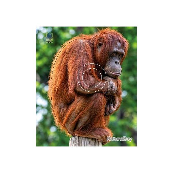 Blason Moyen Gibier Singes - AI2M - MG 751 Orang Outan