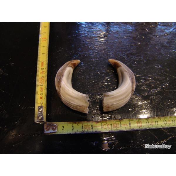 gr�s et d�fense de sanglier (n�32)