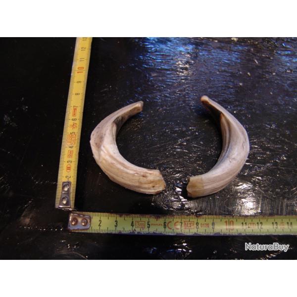 gr�s et d�fense de sanglier (n�33)