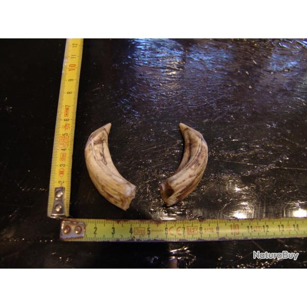 gr�s et d�fense de sanglier (n�34)