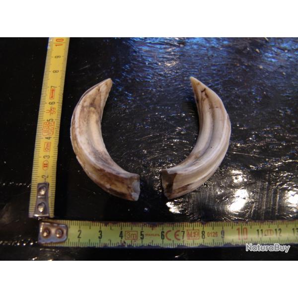 gr�s et d�fense de sanglier (n�35)