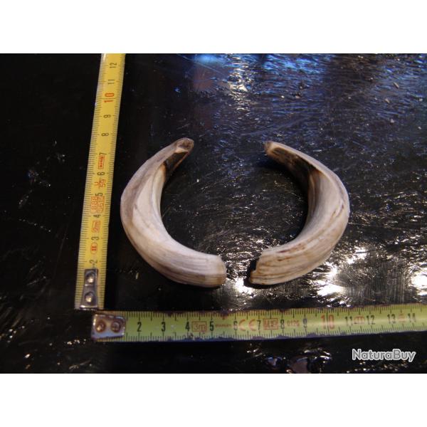 gr�s et d�fense de sanglier (n�36)