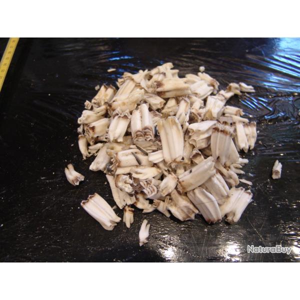 dents de mouflons (n�38)