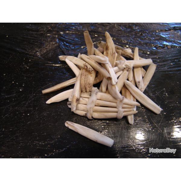 dents de sangliers (n�39)