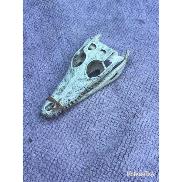 T�te de cayman objet de curiosit�