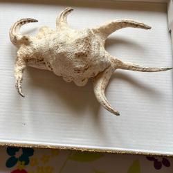V&eacute;ritable coquillage Murex Ramosus
