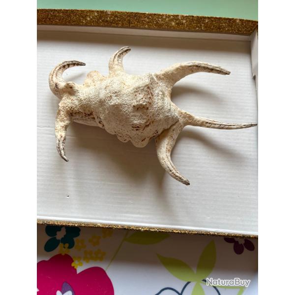 V�ritable coquillage Murex Ramosus