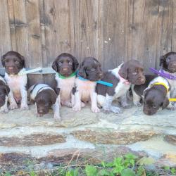 Chiot epagneul de Munster