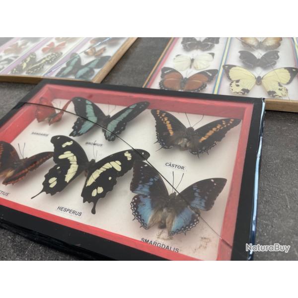 Papillons naturalis�