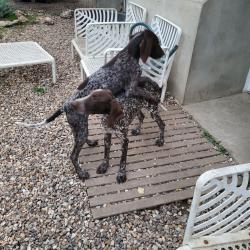 CHIOTS BRAQUE ALLEMAND