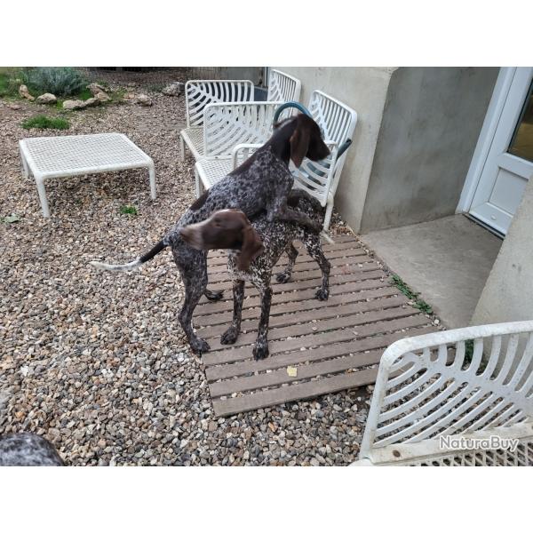 CHIOTS BRAQUE ALLEMAND