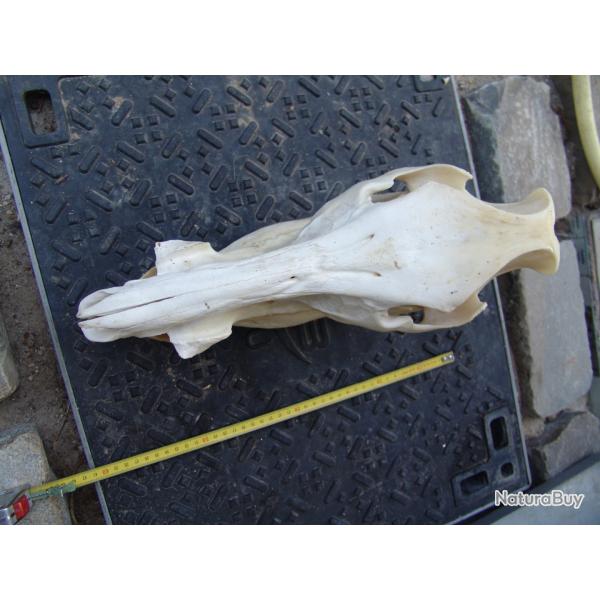 crane de sanglier 120 kg (n�61)