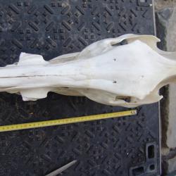 crane de sanglier 120 kg (n&deg;62)