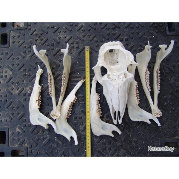 crane et divers de mouflon (n�63)