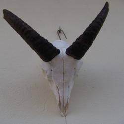 crane massacre de mouflon (n&deg;64)