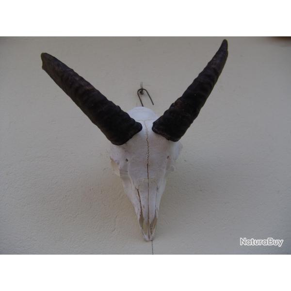 crane massacre de mouflon (n�64)