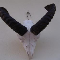 crane massacre de mouflon (n&deg;65)