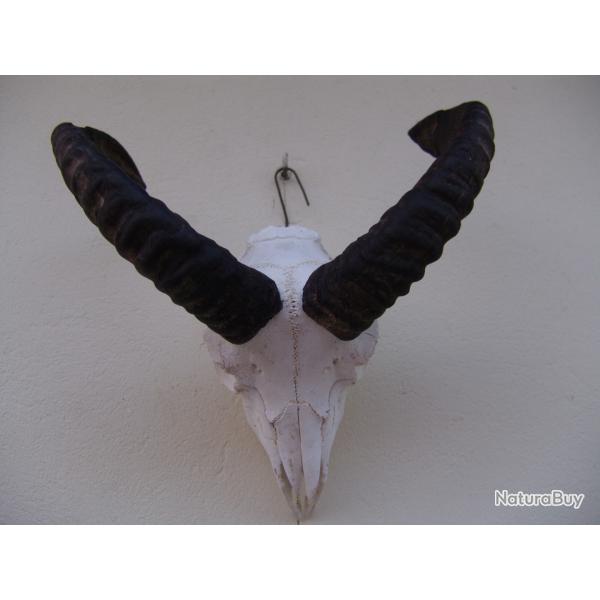 crane massacre de mouflon (n�65)
