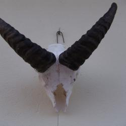 crane massacre de mouflon (n&deg;66)