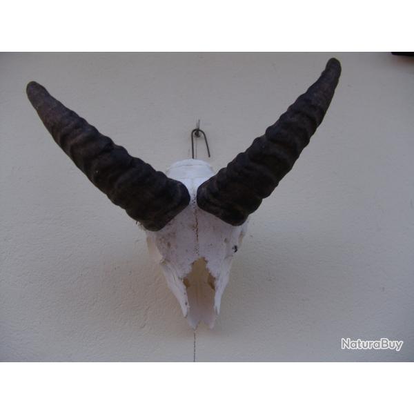 crane massacre de mouflon (n�66)