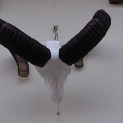 crane massacre de mouflon (n&deg;67)