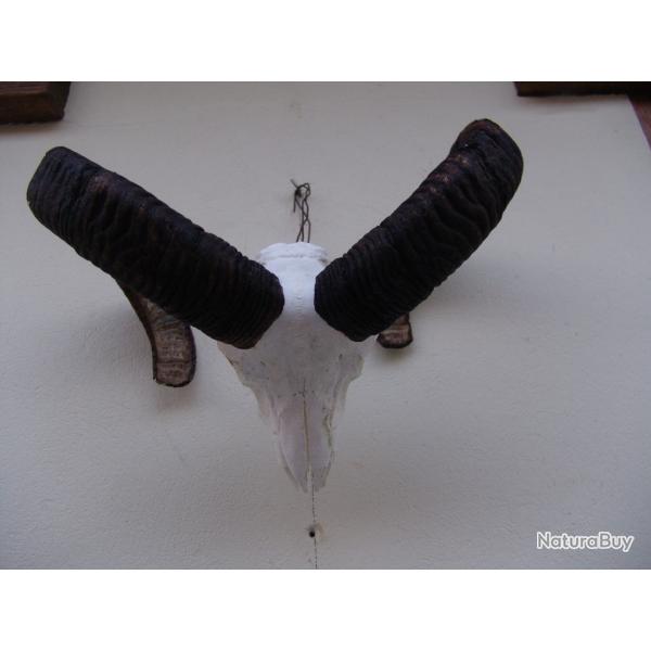 crane massacre de mouflon (n�67)