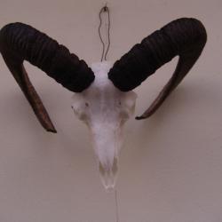 crane massacre de mouflon (n&deg;68)