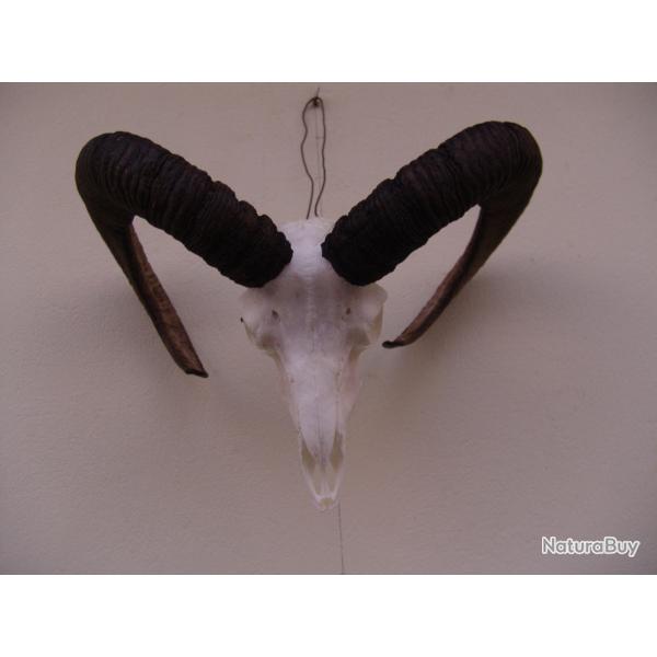 crane massacre de mouflon (n�68)