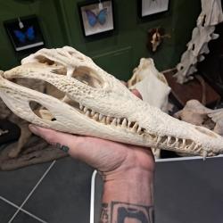 Vrai cr&acirc;ne de crocodile du Nil ; 30 cm ; Crocodylus niloticus #2109(1)