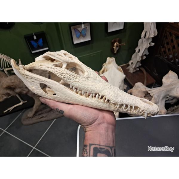 Vrai cr�ne de crocodile du Nil ; 30 cm ; Crocodylus niloticus #2109(1)