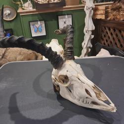 Cr&acirc;ne d' Impala avec m&acirc;choire ( Aepyceros melampus ) #2109