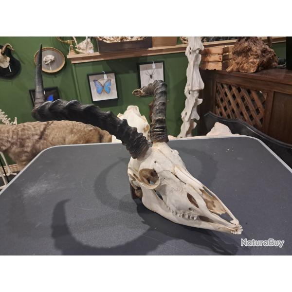 Cr�ne d' Impala avec m�choire ( Aepyceros melampus ) #2109