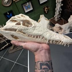Vrai cr&acirc;ne de crocodile du Nil ; 31 cm ; Crocodylus niloticus #2109(2)